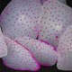 thumbnail image 3 of Silicona Artificial Coral Planta Decoración De Acuario Pecera Púrpura Yinane none, 3 of 8