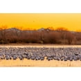 thumbnail image 2 of Jaynes Gallery 24x17 Black Ornate Wood Framed with Double Matting Museum Art Print Titled - New Mexico-Bosque del Apache National Wildlife Reserve Snow geese on ice at sunrise, 2 of 4