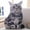 C, variant on Uutvmp 3D Plush Cat Shaped Accent Pillows Decorative Cushions,Lifelike Throw Pillow Pet Creative Stuffed Plush Girls for Boys Gifts Home Bed Living Room Office Farmhouse Sofa Couch Decor