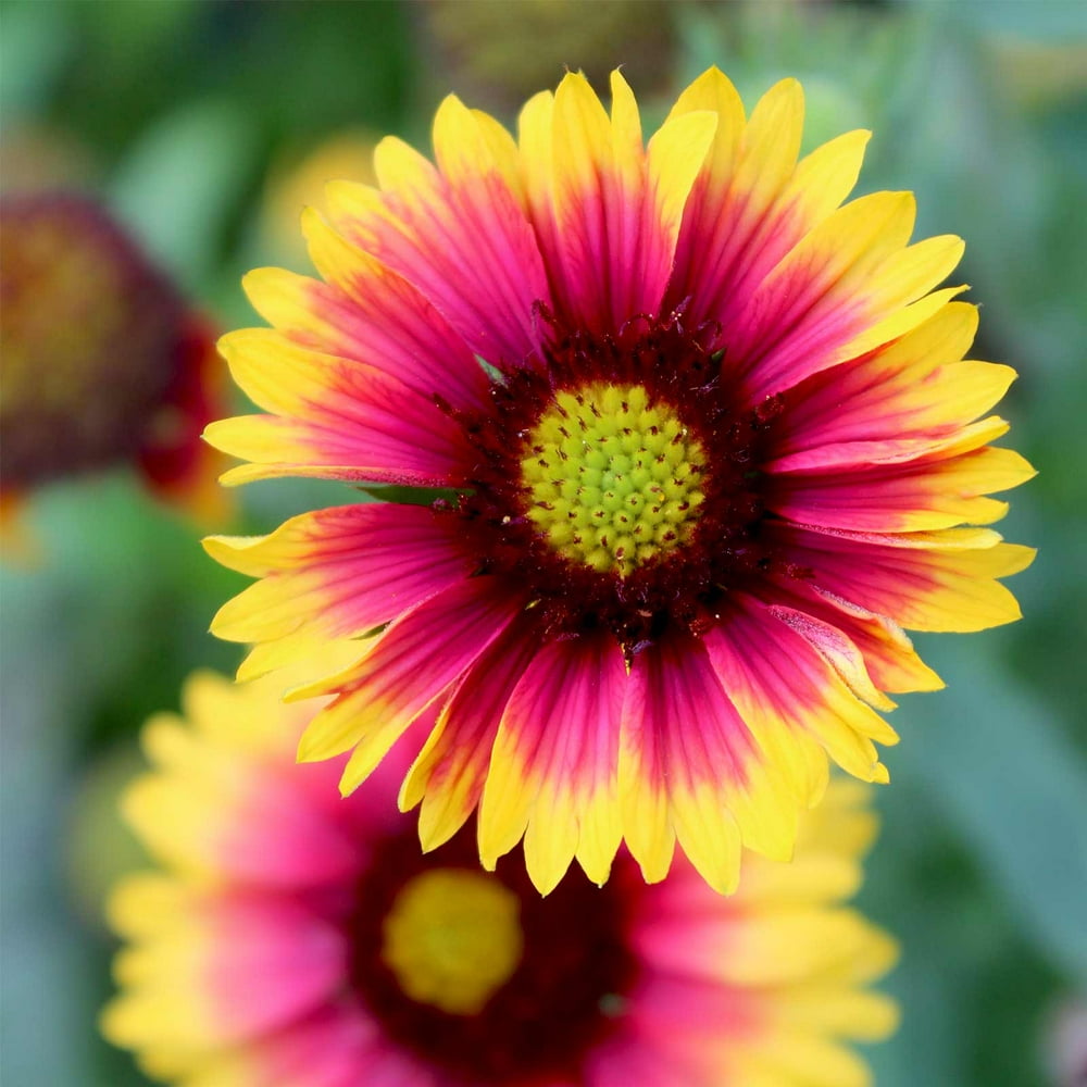 Goblin Gaillardia Flower Garden Seeds 1000 Seeds Perennial Flower