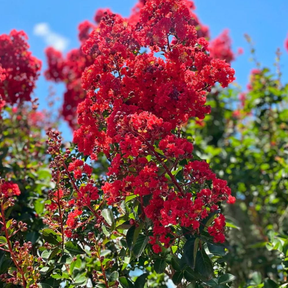 Proven Winner 1.5- 2 ft tall Center Stage Red Crape Myrtle Live Tree in 3-Gallon Grower Pot