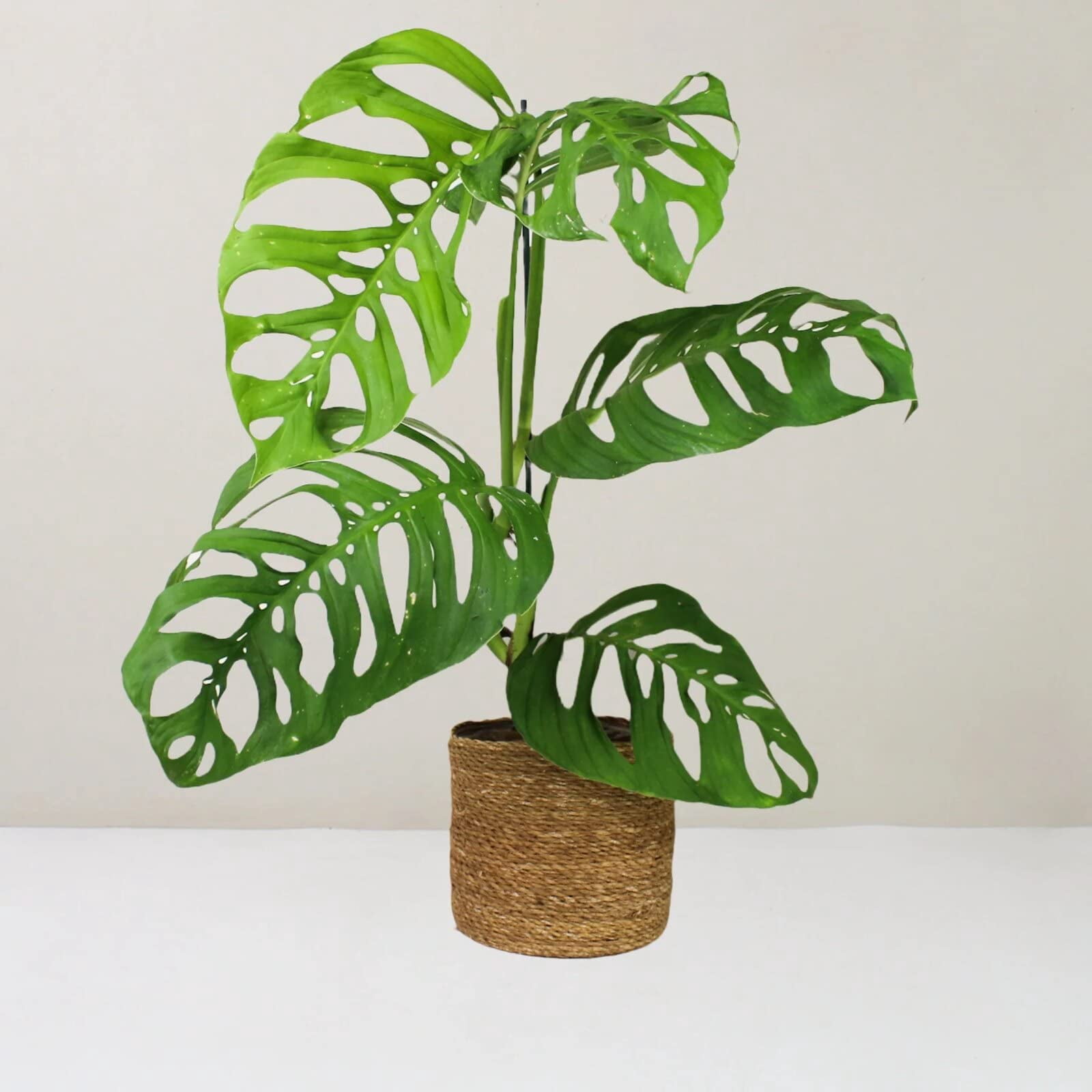 ⭐ Gardenera Labs Monstera Esqueleto Planting Mix - Promotes Steady Growth and Healthy Leaves - 10 Quart (2 Bags of 5 Quart)