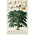 thumbnail image 2 of Georg Dionysius Ehret 16x24 Black Ornate Framed Double Matted Museum Art Print Titled: Cedrus 2 (1750-1773), 2 of 5
