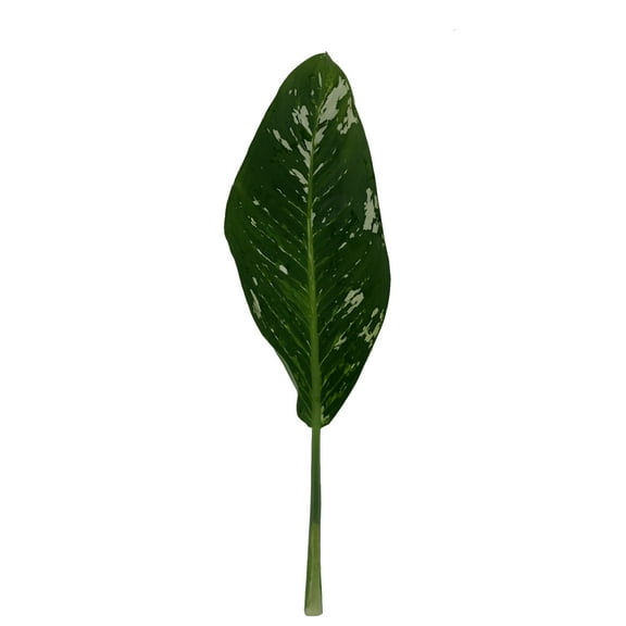 Lime Dieffenbacha Leaves - Farm Direct Fresh Cut Flowers - 50 Stems
