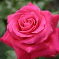 thumbnail image 2 of Heirloom Roses - Lady Mitchell™ English Legend Rose Plant, 2 of 7