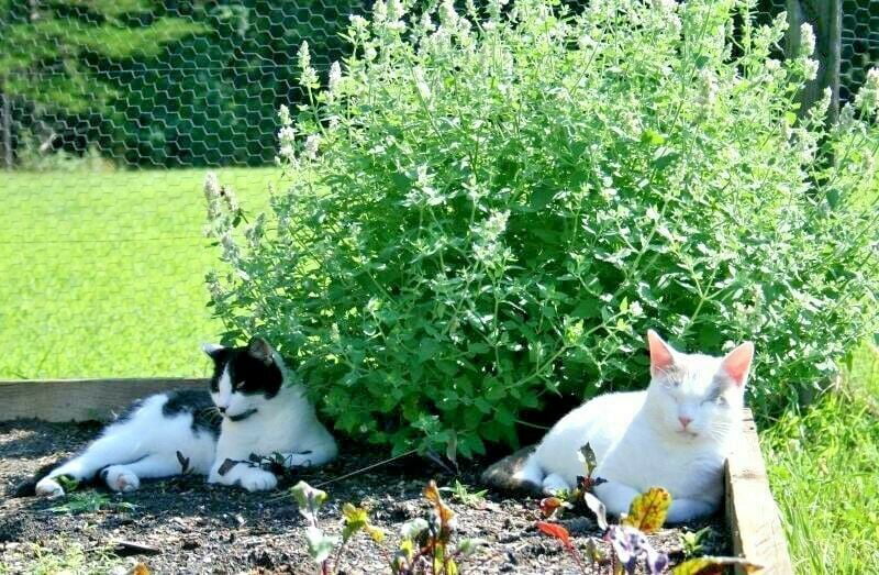 Catnip Great Garden Herb Cats Love It By Seed Kingdom 1 Lb Seeds 