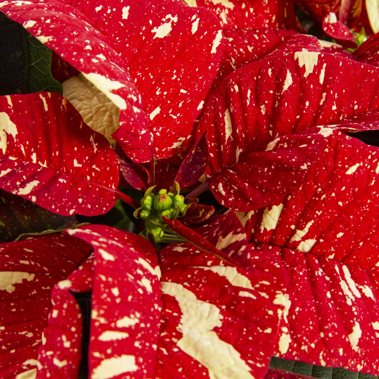 Expert Gardener 2QT Multicolor Red White Poinsettia Live Plant Decorative Champagne Foil Cover Indirect Sun 3 Pack