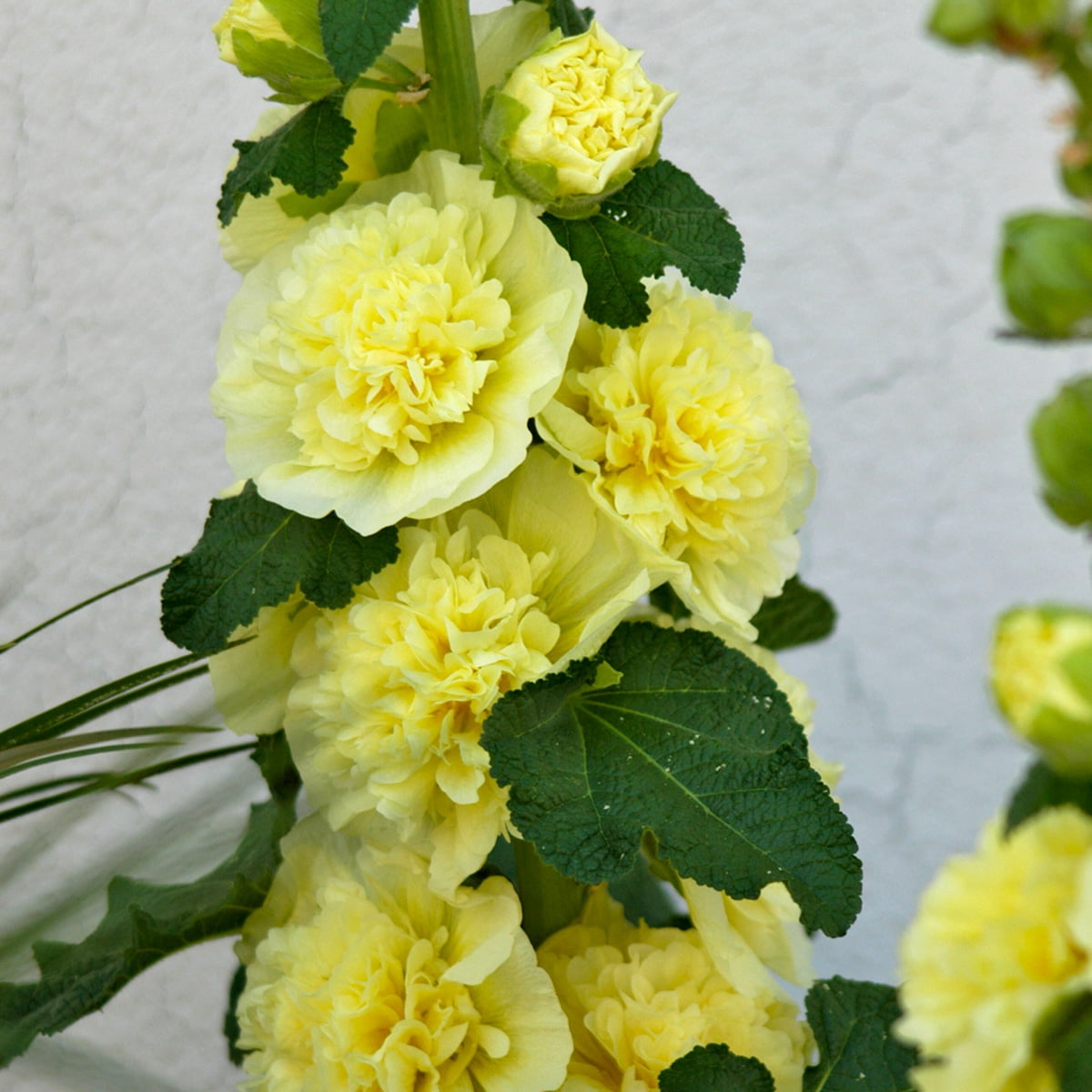 Van Zyverden Hollyhocks Alcea Rosea Yellow Set of 5 Plant Roots Yellow Full Sun Perennial Pollinator 1 lb