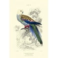 thumbnail image 2 of Lizars, W.H. 23x32 White Modern Wood Framed Museum Art Print Titled - The Naturalists Library IV, 2 of 4