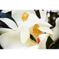 thumbnail image 3 of Hausenflock, Alan 18x13 Black Modern Framed Museum Art Print Titled - Southern Magnolia II, 3 of 5