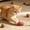 76#Pink, variant on Fruit Themed Mouse Toys Interactive Plush for Cats, Cute Plush Toys for Home Play and Bonding, Teeth Cleaning Anxiety Reduction for Indoor Cats Kittens Daily Fun