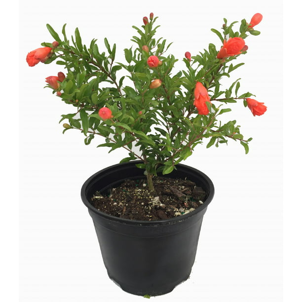 Dwarf Pomegranate Plant - Punica - Bonsai/Houseplant/Outdoors - Edible 6" Pot Walmart.com