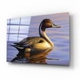 thumbnail image 2 of Epic Art 'Lone Pintail' by Mark Mueller Wildlife Art, Acrylic Glass Wall Art, 16"x12", 2 of 8