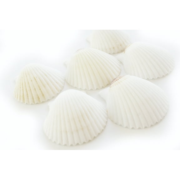 Set of 6 White Gulf Scallop Shells (about 2" / 50mm) Crafts Beach Decor Beach Wedding
