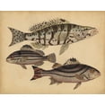 thumbnail image 2 of Strack, Friedrich 18x15 Black Ornate Wood Framed with Double Matting Museum Art Print Titled - Species of Fish I, 2 of 4