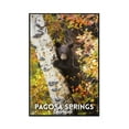 thumbnail image 1 of Pagosa Springs, Colorado - Bear Cub in Birch Tree - Lantern Press Photography (24x36 Framed Gallery Wrapped Stretched Canvas), 1 of 1