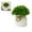 Rice broken grass, variant on NOVELAR Faux Green Plant in Pot, 4.72 in Tall, Plastic, Lifelike Decorative Greenery, Enhances Any Room Aesthetics, Ideal for Low Light Areas Like Bathrooms or Bedrooms