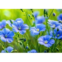 Sky Blue Flax Seeds for Planting (1,000 Seeds) -