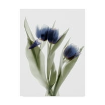 Trademark Fine Art 'Xray Tulip IX' Canvas Art by Judy Stalus