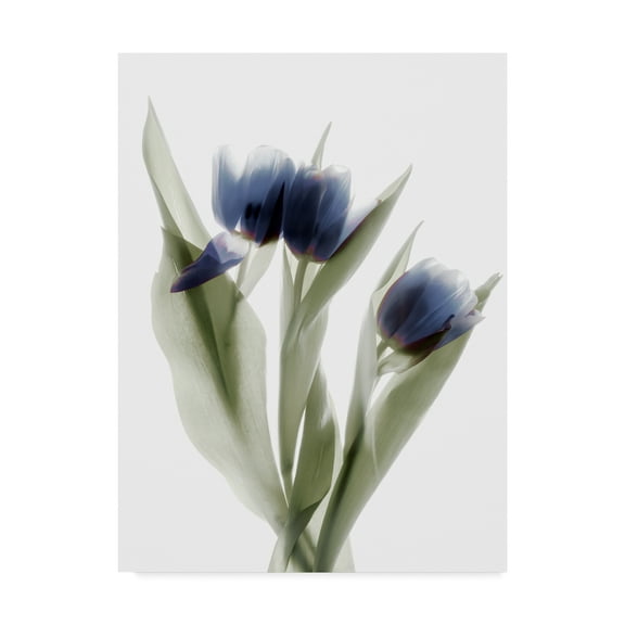 Trademark Fine Art 'Xray Tulip IX' Canvas Art by Judy Stalus