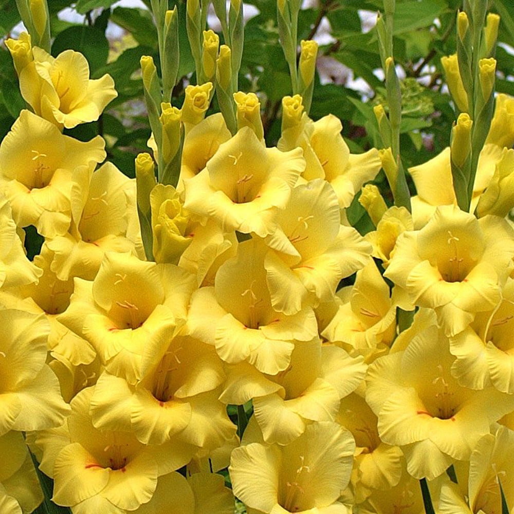 Bananarama Gladiolus 10 Bulbs The Best Yellow Glad! 10/12 cm