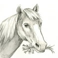 thumbnail image 2 of Wilson, Kelsey 26x26 White Modern Wood Framed Museum Art Print Titled - Watercolor  Pencil Farm III-Horse, 2 of 4