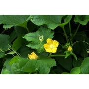 200 *Seeds HALES Best JUMBO CANTALOUPE Orange Muskmelon Cucumis Melo Melon Fruit Seeds