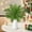 15pcs C, variant on Pklyzj 15Pcs Artificial Pine Branches, Green Faux Pine Stems Christmas Plants Pines Needles DIY Accessories for Xmas Wreath Garland Home Decorations