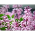 thumbnail image 4 of Dwarf Korean Lilac 2 Gallon, 4 of 6