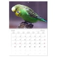 thumbnail image 6 of Budgies (Monthly Wall Calendar 2026 16.5 x 23.4 (open)), CALVENDO 14 Month Calendar, 6 of 9