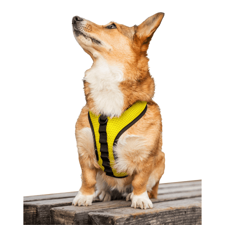UPC: 0810080630741 | K9 Sport Harness with Optional Custom Embroidery