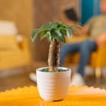 thumbnail image 4 of Costa Farms 10" Tall, Pachira Stump Money Tree, Medium Indirect Sunlight, Indoor Live House Plants in Pot, 4 of 8