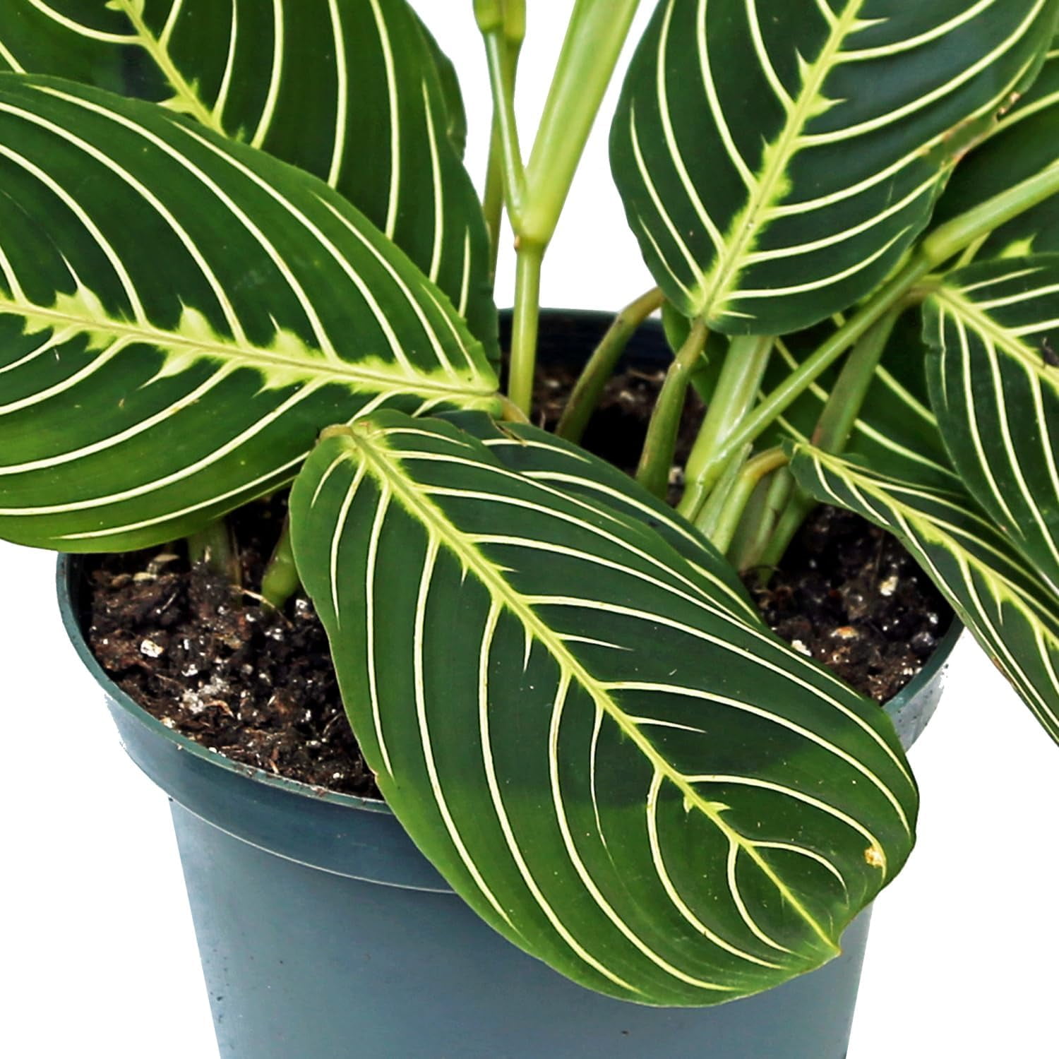 Live Lemon Green Maranta, Lemon Prayer Plant, Sympathy Gift, Indoor Potted Plant, Gardener Gift, Trailing House Plant, Large Plant in 6" Pot