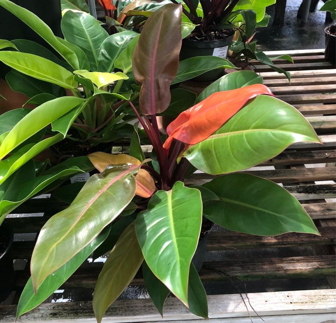 RedCrocus 'Imperial Red' Philodendron - Vibrant Tropical Indoor Plant with Glossy Red & Green Foliage, Easy Care, Creates Lush Decor  10" Pot