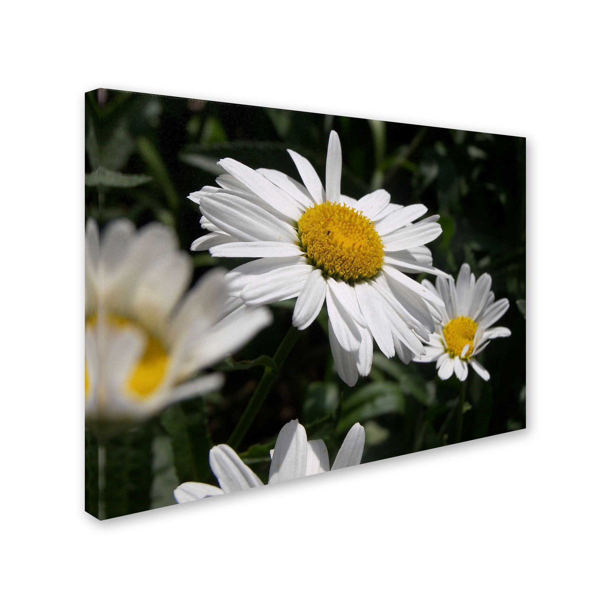 Trademark Fine Art "Dominating Beauty" Canvas Art by Monica Fleet