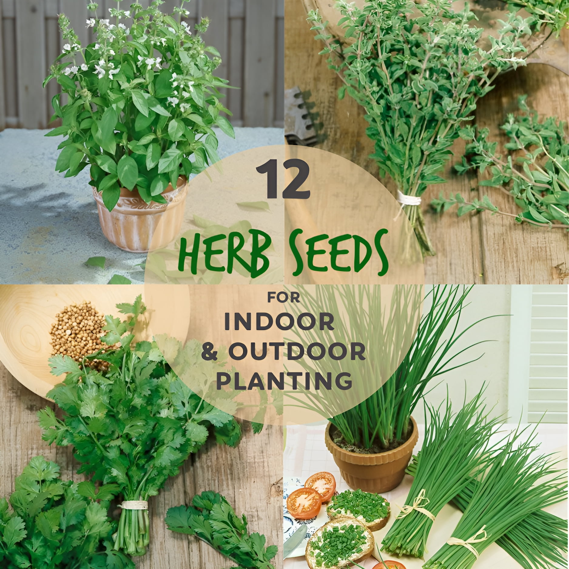 Assortment of 12 Culinary Herb Seeds - Grow Cooking Herbs- Parsley, Thyme, Cilantro, Basil, Dill, Oregano, Sage, More