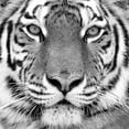 thumbnail image 2 of PhotoINC Studio 26x26 White Modern Wood Framed Museum Art Print Titled - Tiger, 2 of 4