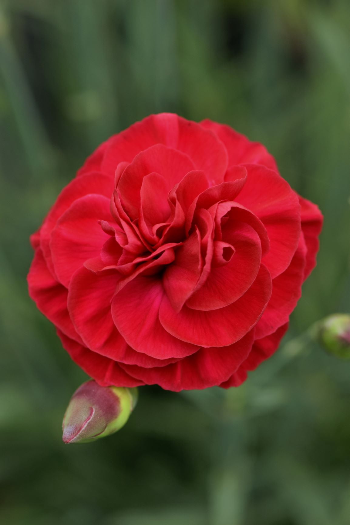 Better Homes & Gardens 2.5 Quart Dianthus 'Scent First' Multicolor Full Sun Perennial Outdoor Live Plants