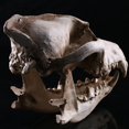 thumbnail image 6 of Lifelike Wolf Jackal Skull Resin Head Skeleton Figurine Aquarium, 6 of 9