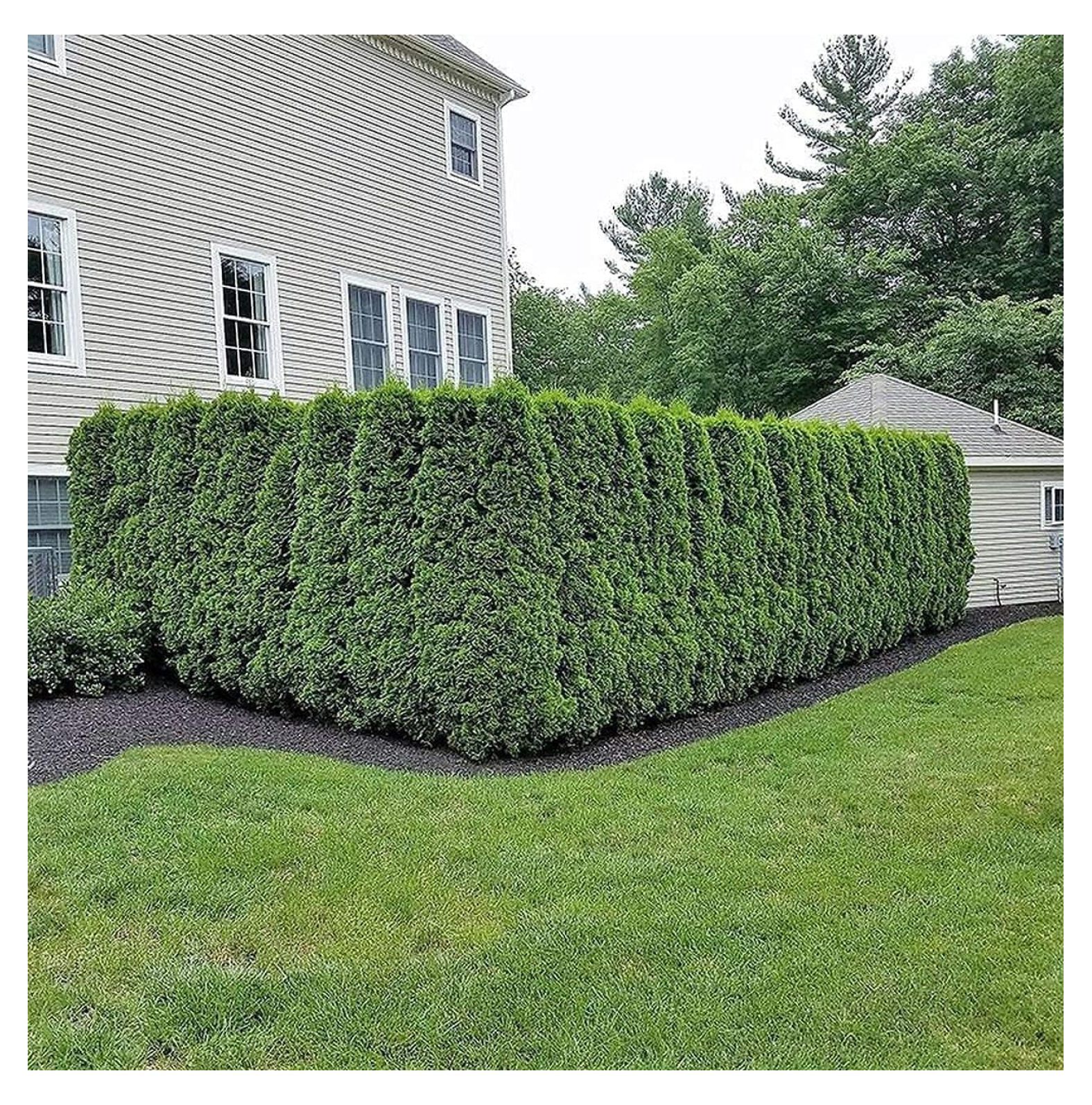 Arborvitae Emerald Green | 1 Live Gallon Size Tree | Thuja Occidentalis ...