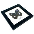 thumbnail image 2 of Real Framed Butterfly – Butterfly Moth Art Display Taxidermy Artwork Wall Décor, Natural Exquisite Collection, 1 Specimens in 5 x 5 frame (Great Eggfly), 2 of 4