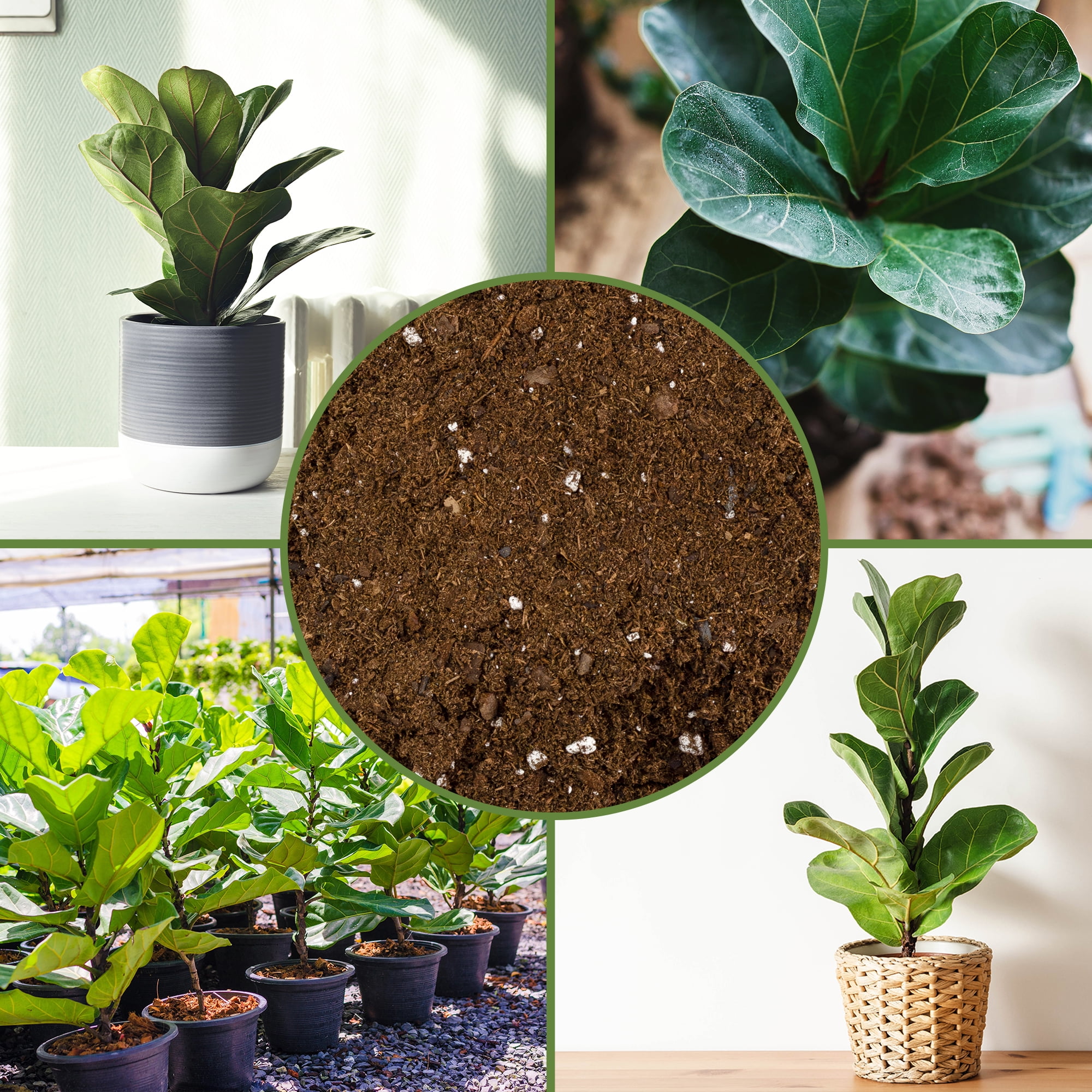 indoor watermelon plant Large Leaf Watermelon Peperomia For Sale – Logee's Plants main image 0