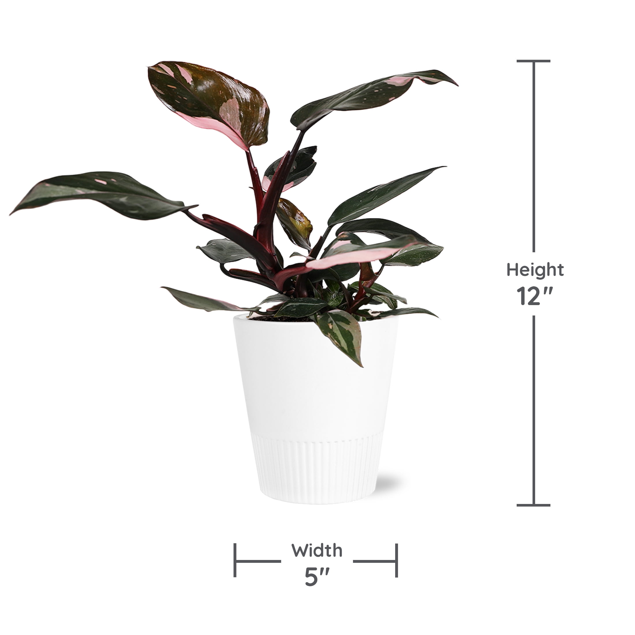 "Wild Interiors Live Indoor Plant 12"" Tall Pink Princess Philodendron in 5"" Decorative Ceramic Pot"