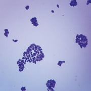 CAROLINA BIOLOGICAL SUPPLY COMPANY Saccharomyces Budding Cells, W.M. Microscope Slide