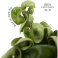 thumbnail image 2 of American Plant Exchange Hoya Compacta Hindu Rope, 4-Inch Pot, Live Flowering Wax Plant, Exotic Indoor Houseplant, 2 of 8