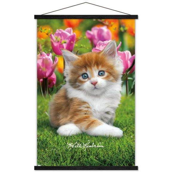 Keith Kimberlin - Maine Coon Kitten Wall Poster with Wooden Magnetic Frame, 22.375" x 34"