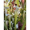 Sarracenia leucophylla var. alba SEED GROWN 12”+ Pitchers! Hurricane
