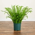 thumbnail image 5 of Nearly Natural 3ft. UV Resistant Artificial Boston Fern Plant with Real Touch Leaves (Indoor/Outdoor), 5 of 7