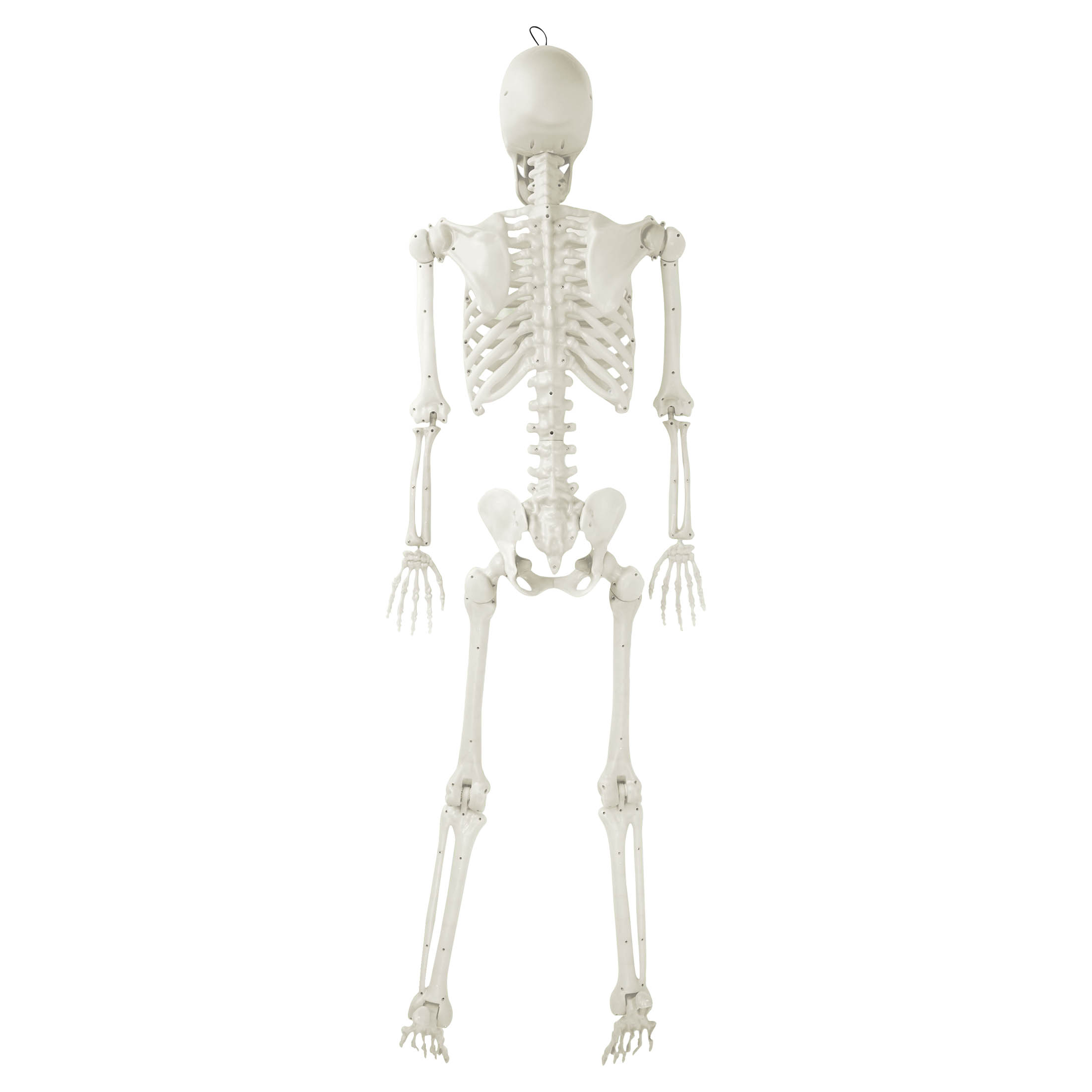 Way To Celebrate Hanging Posable Skeleton Decoration, White, 5 Ft photo 7