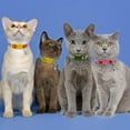 thumbnail image 5 of 4 Pcs Breakaway Cat Kitten Collar with Bell Quick Release Safe Buckle, 5 of 6